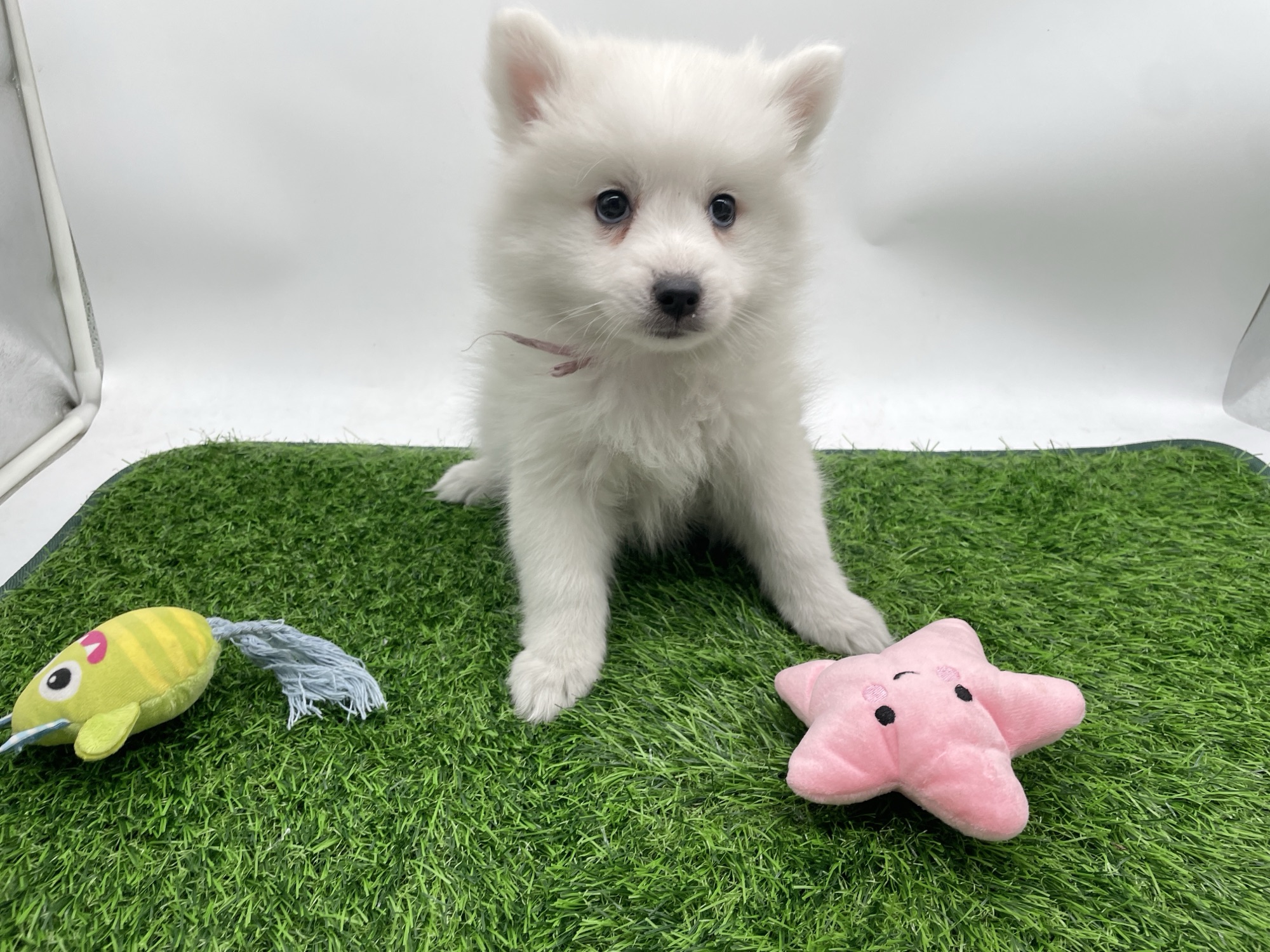 dog